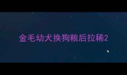 金毛幼犬换狗粮后拉稀