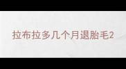 拉布拉多几个月退胎毛