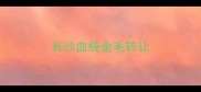 长沙血统金毛转让