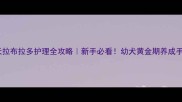 40天拉布拉多护理全攻略新手必看幼犬黄金期养成手册