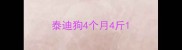 泰迪狗4个月4斤