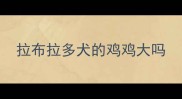 拉布拉多犬的鸡鸡大吗