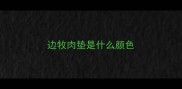 边牧肉垫是什么颜色