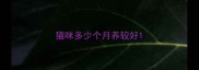 猫咪多少个月养较好