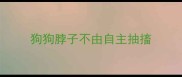 狗狗脖子不由自主抽搐