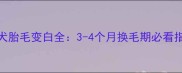 比熊犬胎毛变白全3-4个月换毛期必看指南