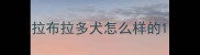 拉布拉多犬怎么样的