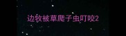 边牧被草爬子虫叮咬