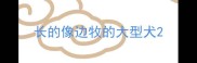 长的像边牧的大型犬