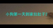 小狗第一天到家拉肚子