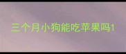 三个月小狗能吃苹果吗