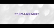 2个月的小狗怎么相处
