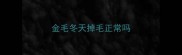 金毛冬天掉毛正常吗