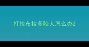 打拉布拉多咬人怎么办
