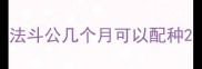 法斗公几个月可以配种