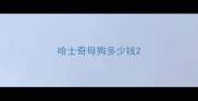 哈士奇母狗多少钱