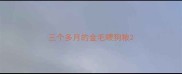 三个多月的金毛喂狗粮