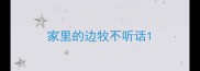 家里的边牧不听话