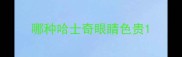 哪种哈士奇眼睛色贵
