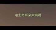 哈士奇耳朵大纯吗