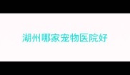 湖州哪家宠物医院好