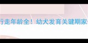 狗狗直立行走年龄全幼犬发育关键期家长必看