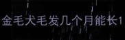 金毛犬毛发几个月能长