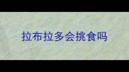 拉布拉多会挑食吗