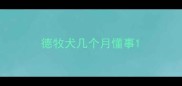 德牧犬几个月懂事