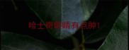 哈士奇眼睛有点肿