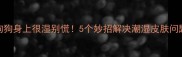 狗狗身上很湿别慌5个妙招解决潮湿皮肤问题