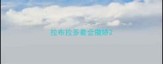拉布拉多最会撒娇