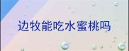边牧能吃水蜜桃吗