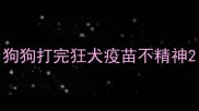 狗狗打完狂犬疫苗不精神