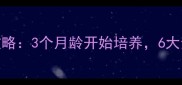 杜高犬看家训练全攻略3个月龄开始培养6大步骤打造家庭守护神