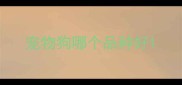 宠物狗哪个品种好