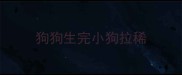 狗狗生完小狗拉稀