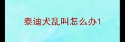 泰迪犬乱叫怎么办
