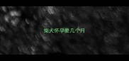 柴犬怀孕要几个月