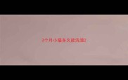 3个月小猫多久能洗澡