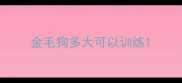 金毛狗多大可以训练