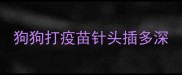 狗狗打疫苗针头插多深