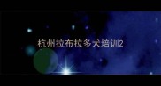 杭州拉布拉多犬培训