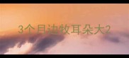 3个月边牧耳朵大