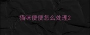 猫咪便便怎么处理