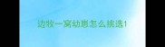 边牧一窝幼崽怎么挑选
