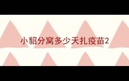 小貂分窝多少天扎疫苗
