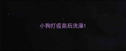 小狗打疫苗后洗澡