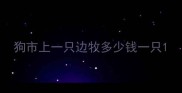 狗市上一只边牧多少钱一只