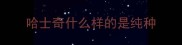 哈士奇什么样的是纯种